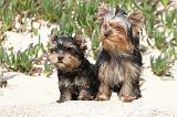 YORKSHIRE TERRIER 028